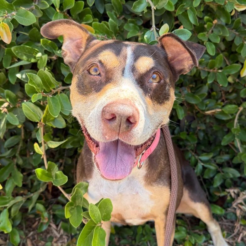 Enlarge Luna, a Adoptable mixed breed in Santa Barbara, CA image 3/6
