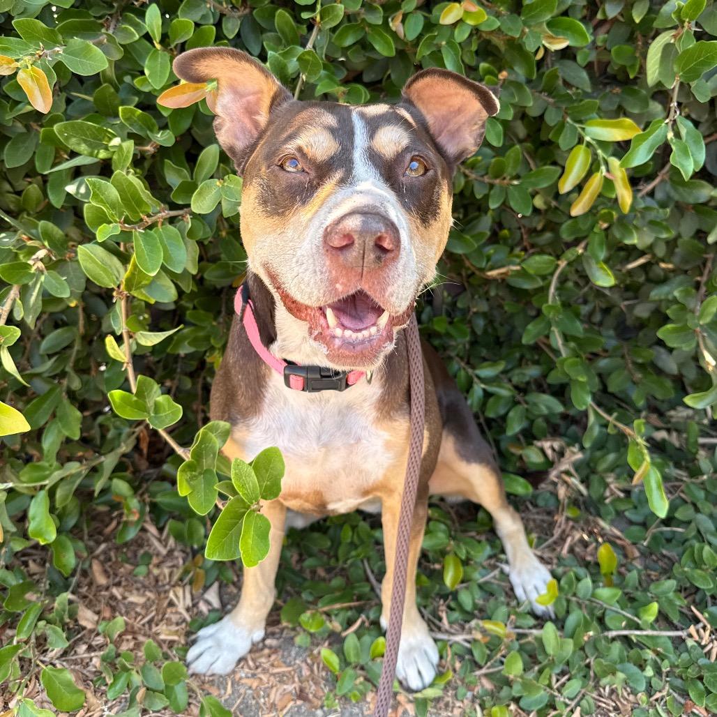 Enlarge Luna, a Adoptable mixed breed in Santa Barbara, CA image 4/6