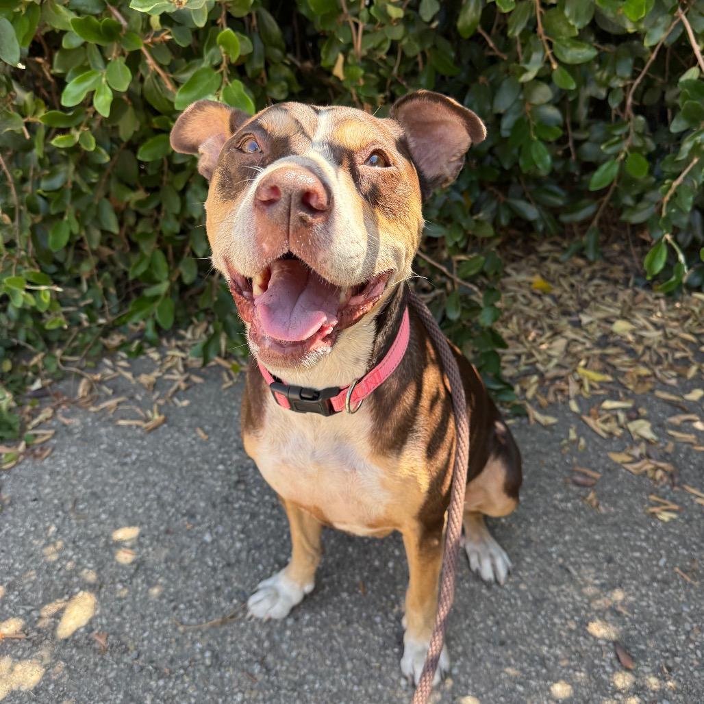 Enlarge Luna, a Adoptable mixed breed in Santa Barbara, CA image 5/6
