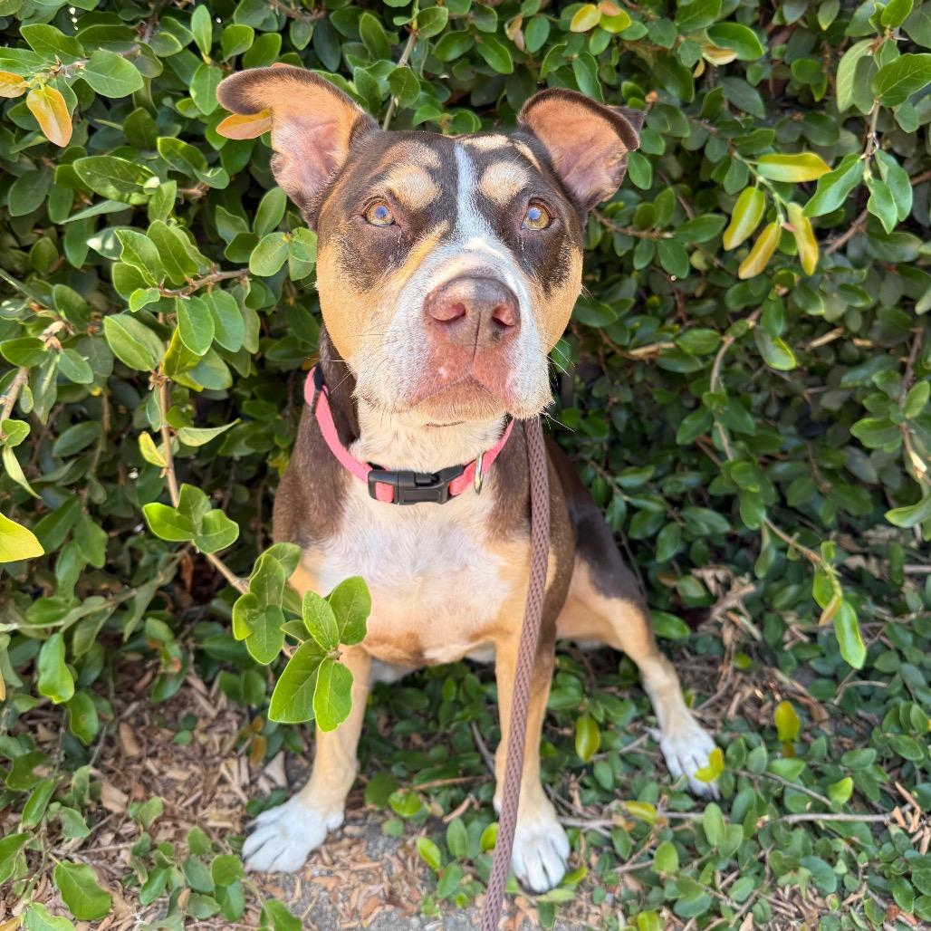 Enlarge Luna, a Adoptable mixed breed in Santa Barbara, CA image 6/6