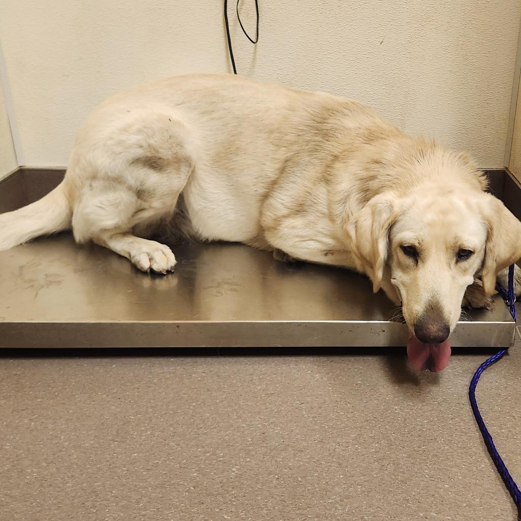 Eliza, Adoptable, Adult Female Kuvasz & Mixed Breed.