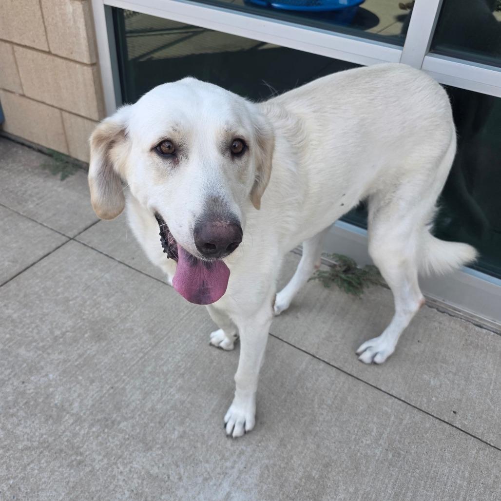 Enlarge Eliza, a Adoptable mixed breed in Norman, OK image 2/2