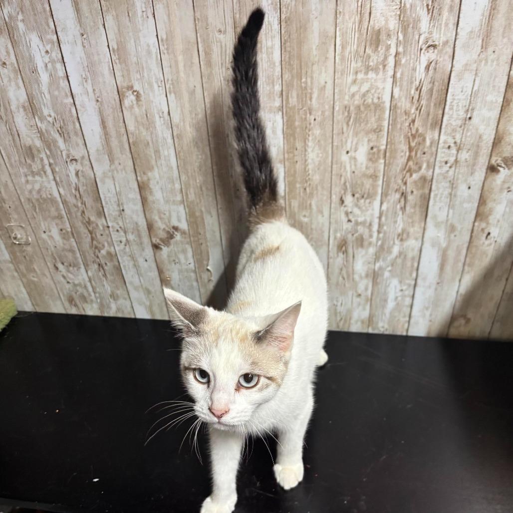 Muffin, Adoptable, Young Female Domestic Short Hair & Siamese.