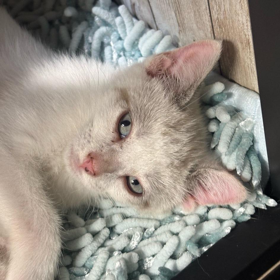 Muffin, a Adoptable mixed breed in Charlottesville, VA image 2/6