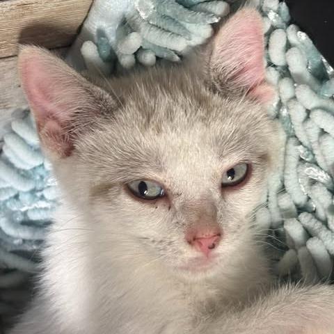 Muffin, a Adoptable mixed breed in Charlottesville, VA image 3/6