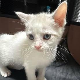 Muffin, a Adoptable mixed breed in Charlottesville, VA image 4/6