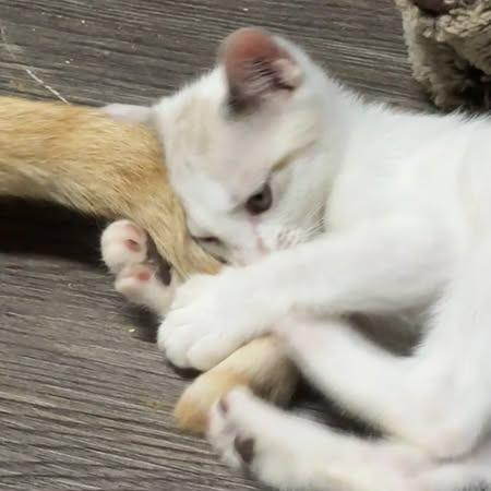 Muffin, a Adoptable mixed breed in Charlottesville, VA image 5/6