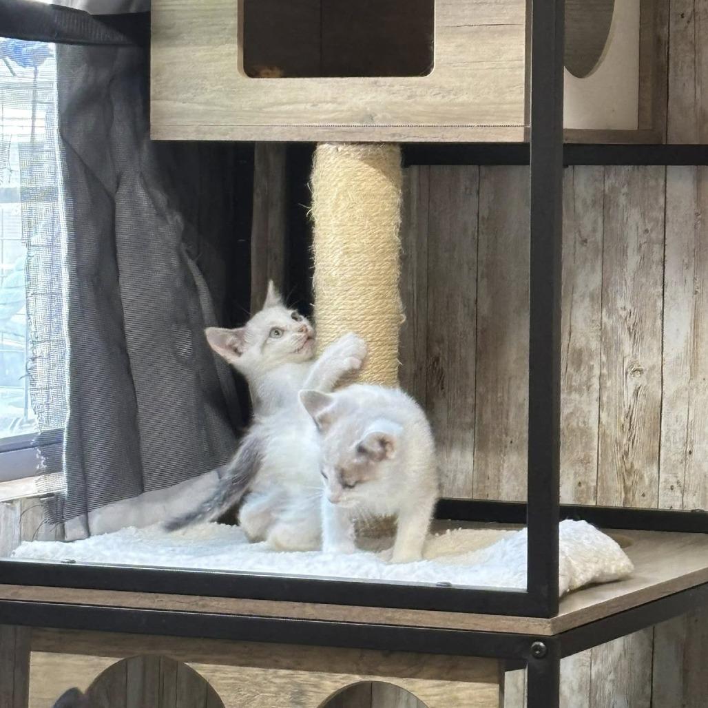 Muffin, a Adoptable mixed breed in Charlottesville, VA image 6/6