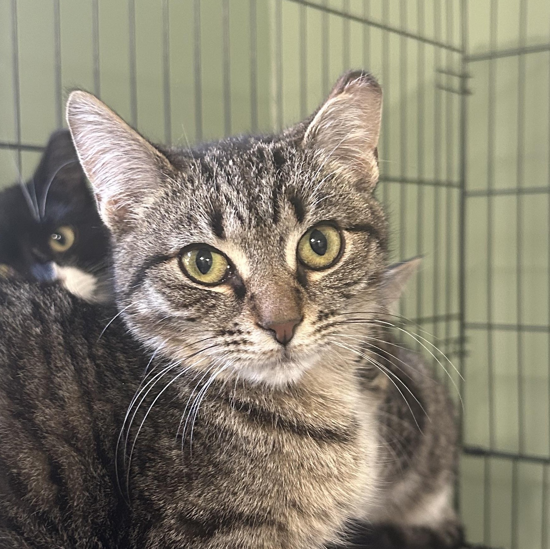 “Nikki” Female 4 Months, Brown Tabby., ADOPTABLE, Kitten Female Domestic Short Hair.