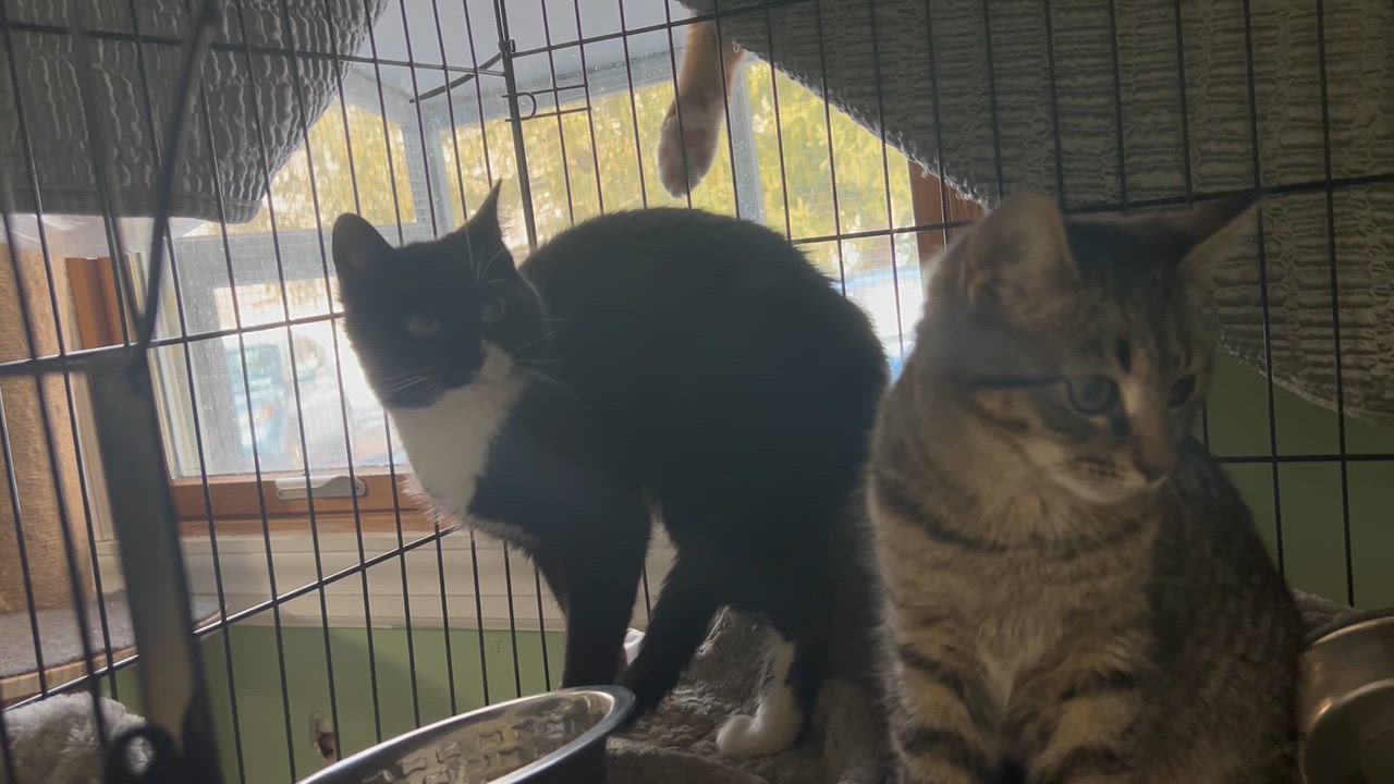 Enlarge “Nikki” Female 4 Months, Brown Tabby., an adopted Domestic Short Hair in West Nyack, NY video 2/4