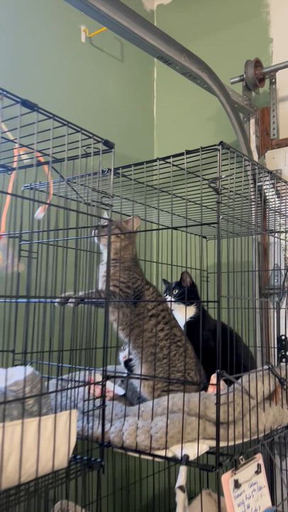 Enlarge “Nikki” Female 4 Months, Brown Tabby., an adopted Domestic Short Hair in West Nyack, NY video 4/4