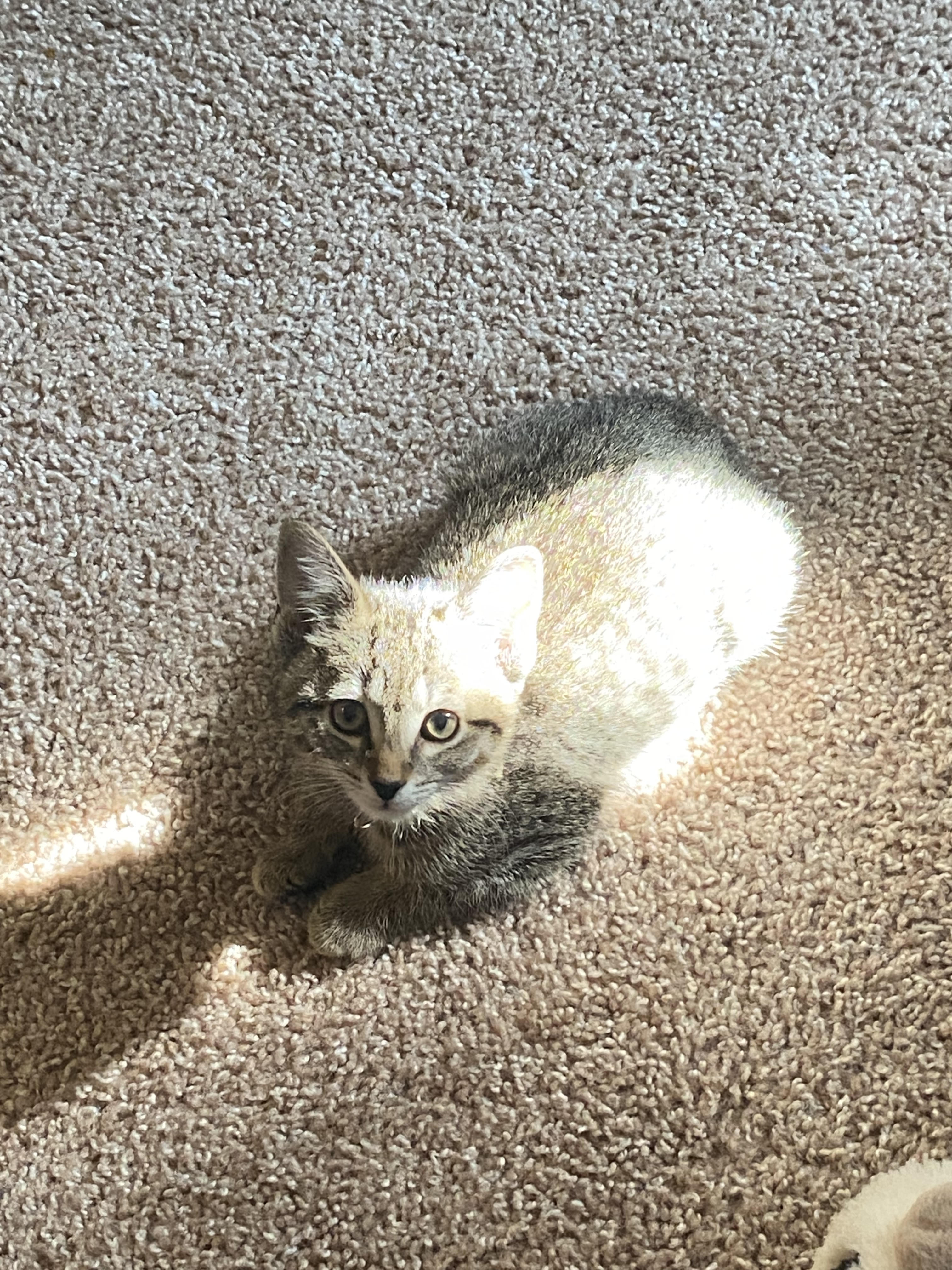 Nori, a Adopted Domestic Short Hair in Westville, NJ image 1/4