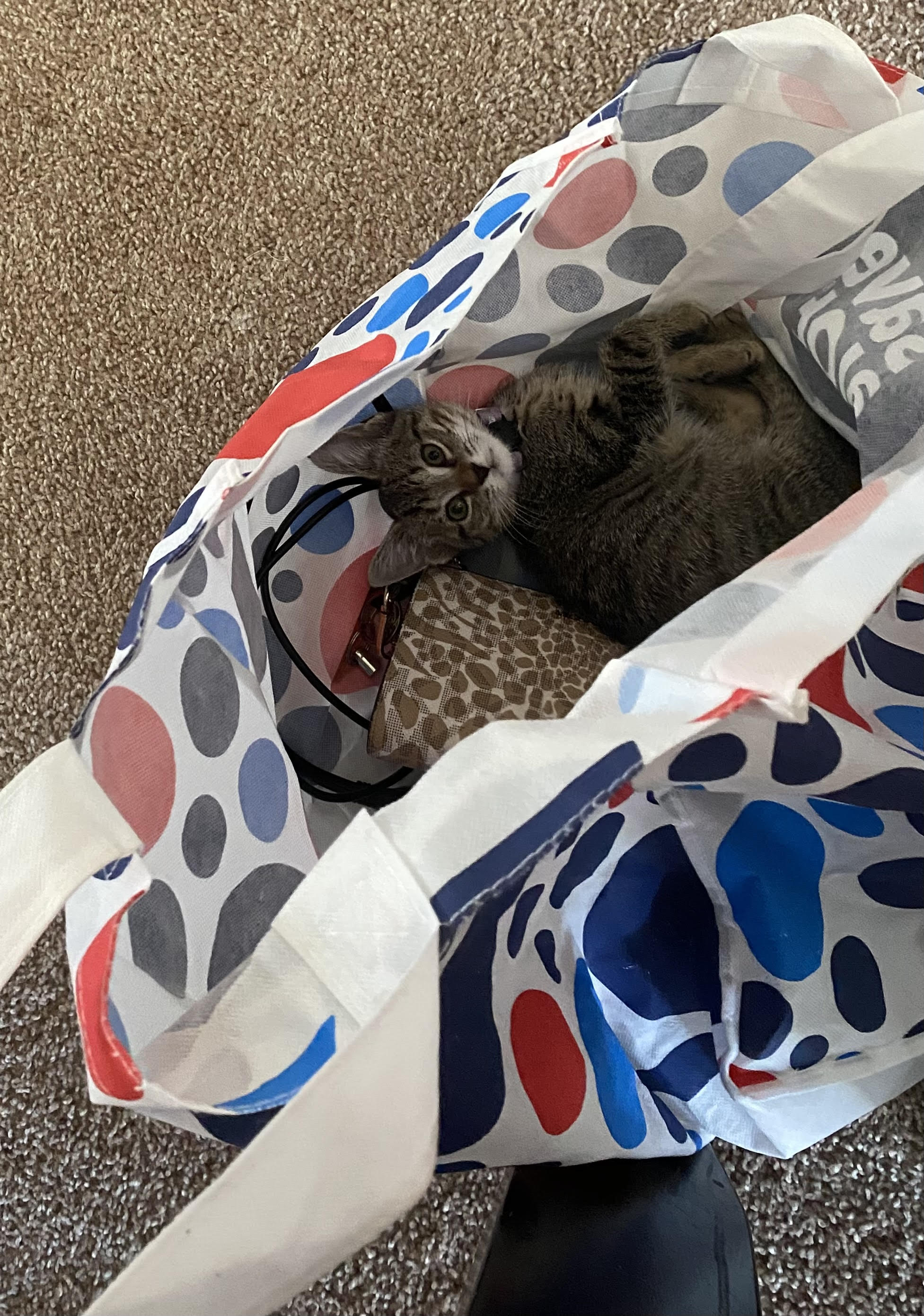 Nori, a Adopted Domestic Short Hair in Westville, NJ image 2/4