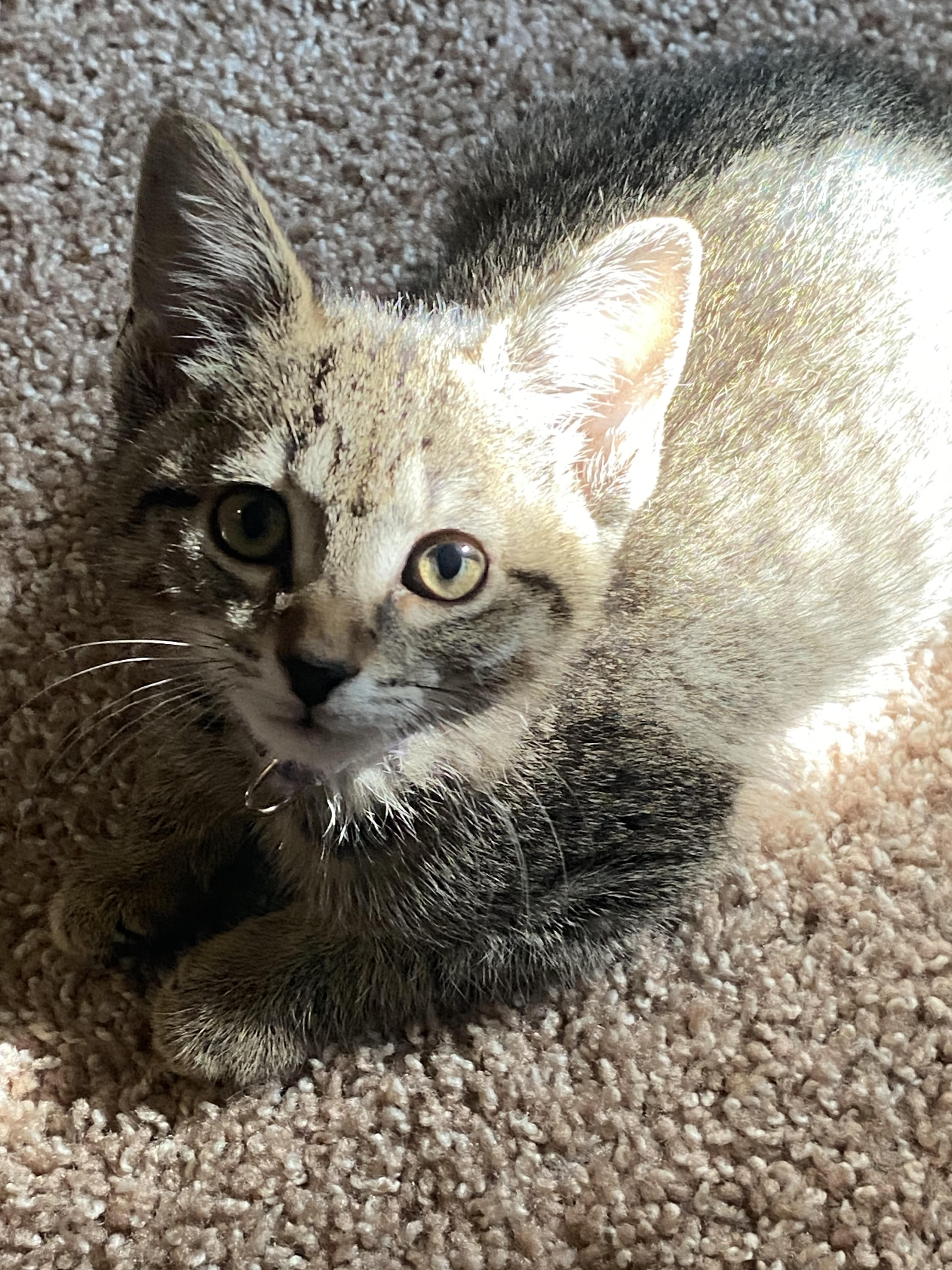 Nori, a Adopted Domestic Short Hair in Westville, NJ image 3/4