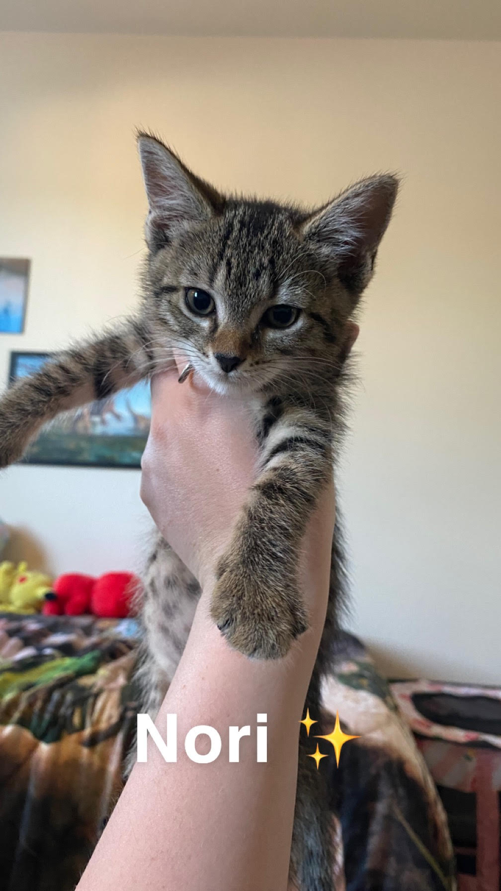 Nori, a Adopted Domestic Short Hair in Westville, NJ image 4/4