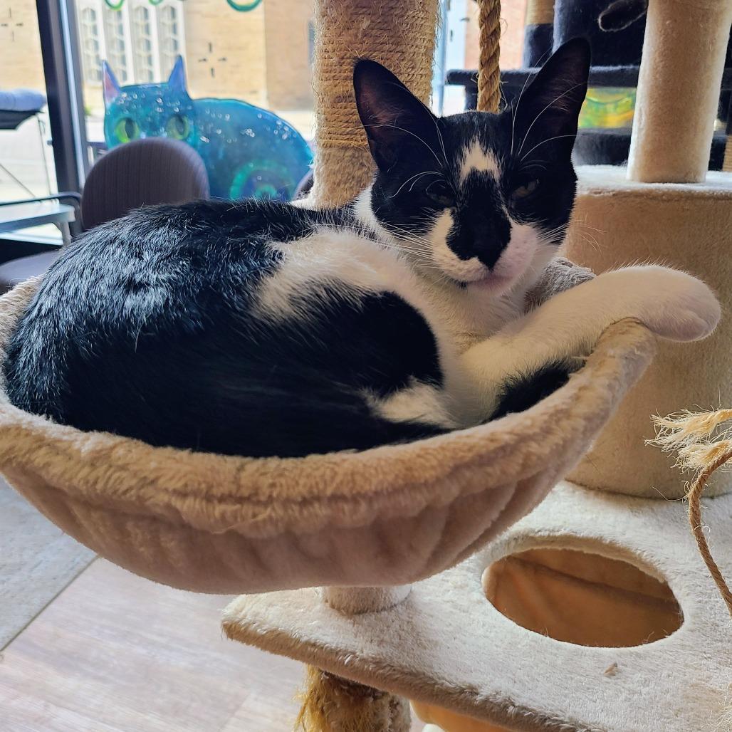 Chevy, Adoptable, Adult Female Domestic Short Hair.