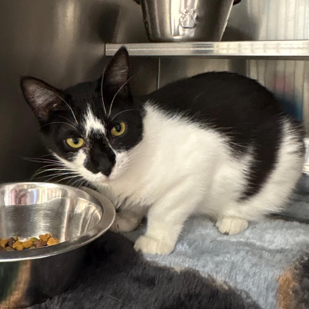 Enlarge Chevy, a Adoptable Domestic Short Hair in Springfield, IL image 2/2