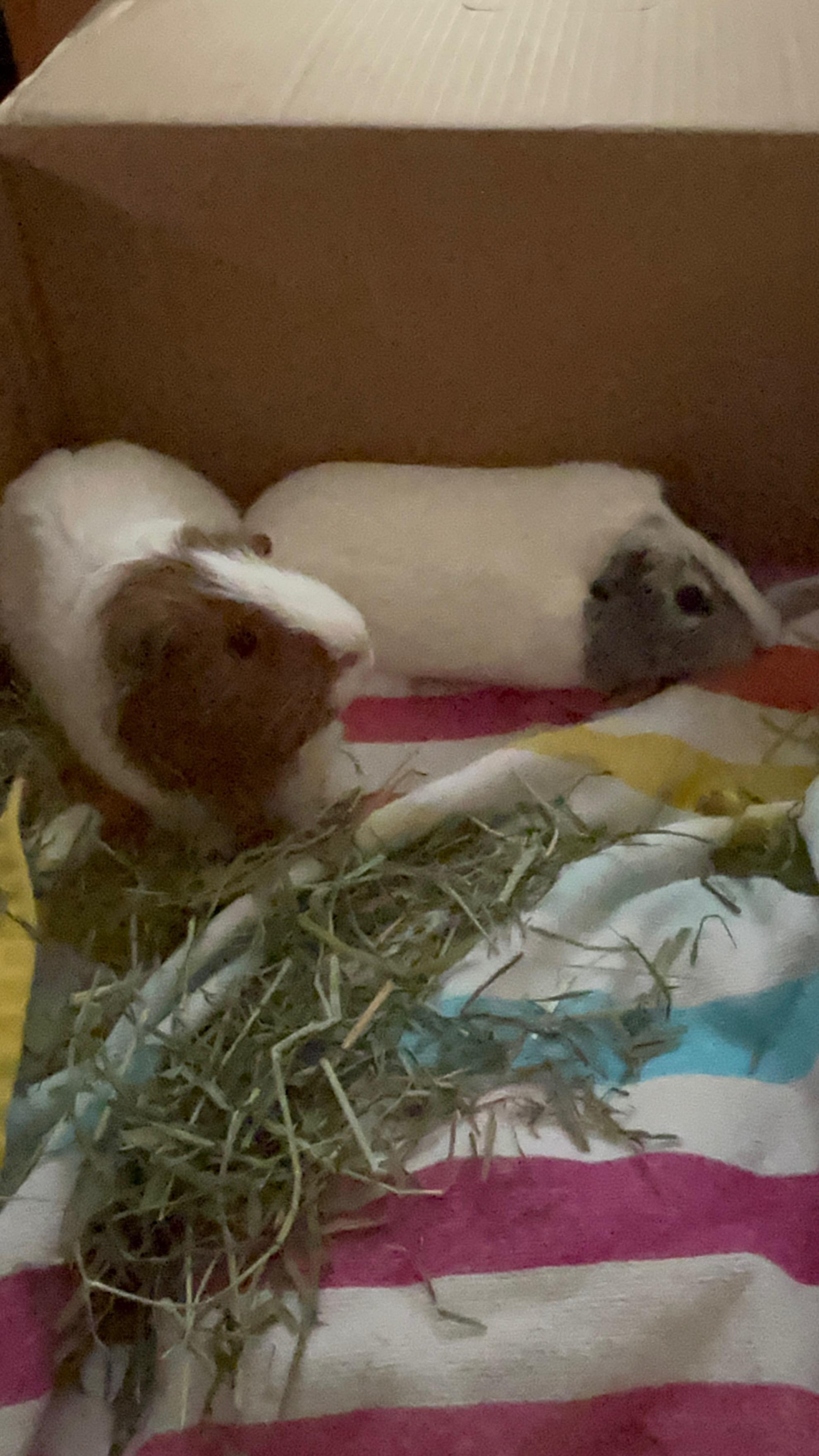 Enlarge Everett & Griffin, a Adoptable Short-Haired in Andover, CT image 6/6