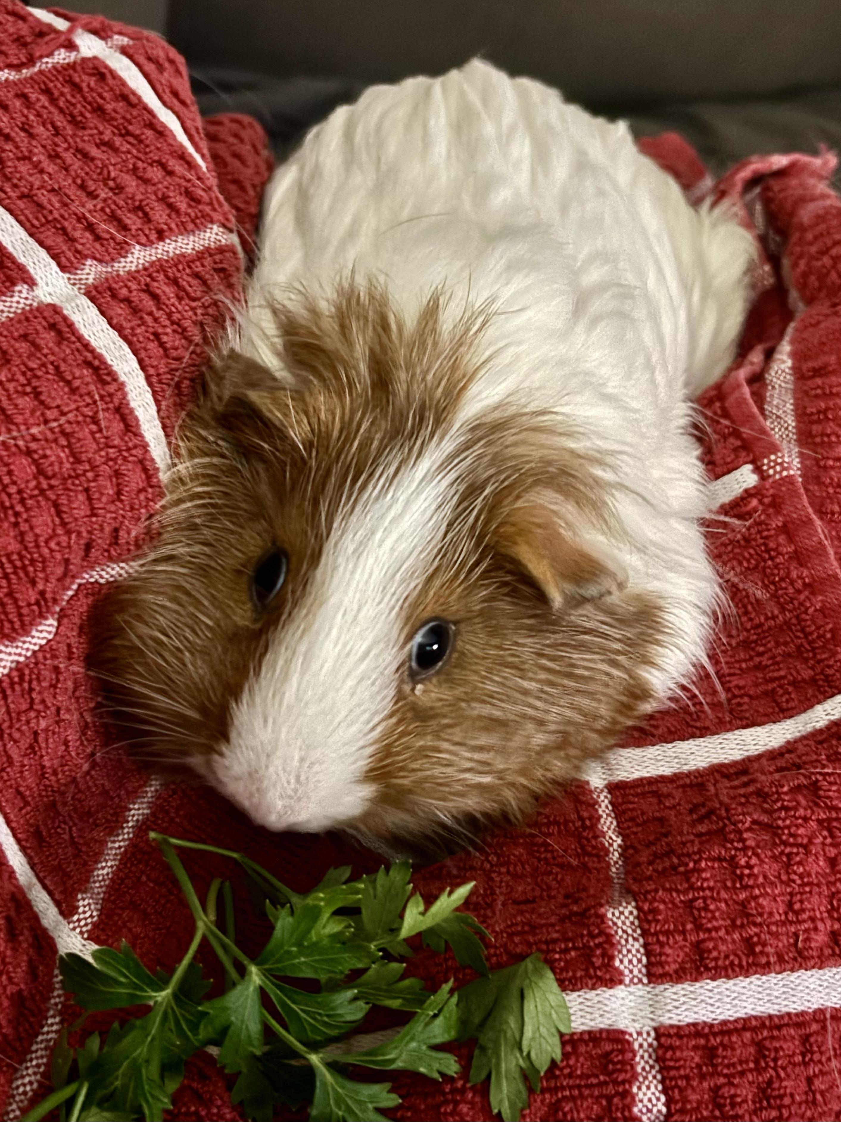 Enlarge Everett & Griffin, a Adoptable Short-Haired in Andover, CT image 4/6