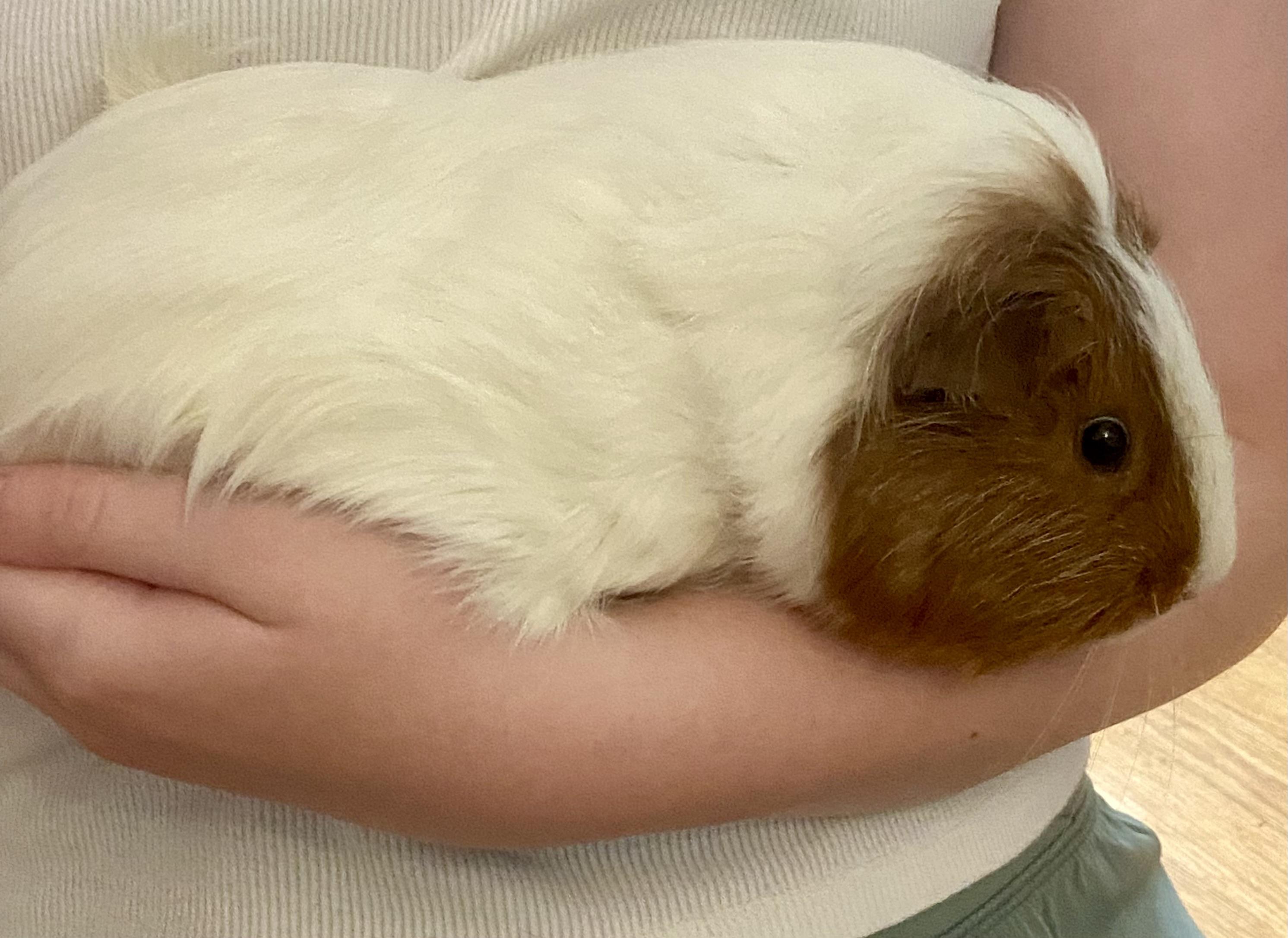 Enlarge Everett & Griffin, a Adoptable Short-Haired in Andover, CT image 5/6