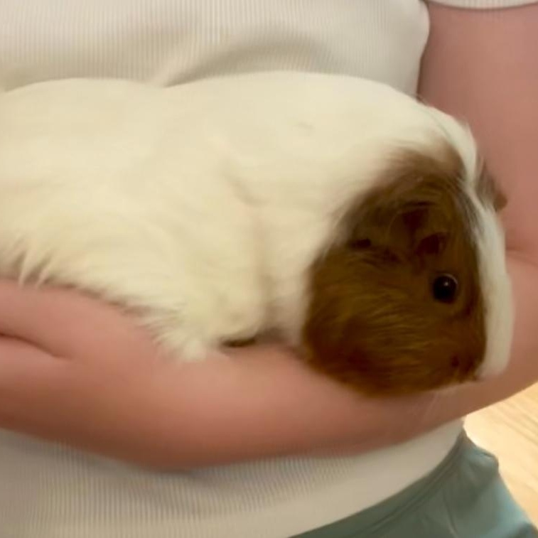 Enlarge Everett & Griffin, a Adoptable Short-Haired in Andover, CT image 3/6