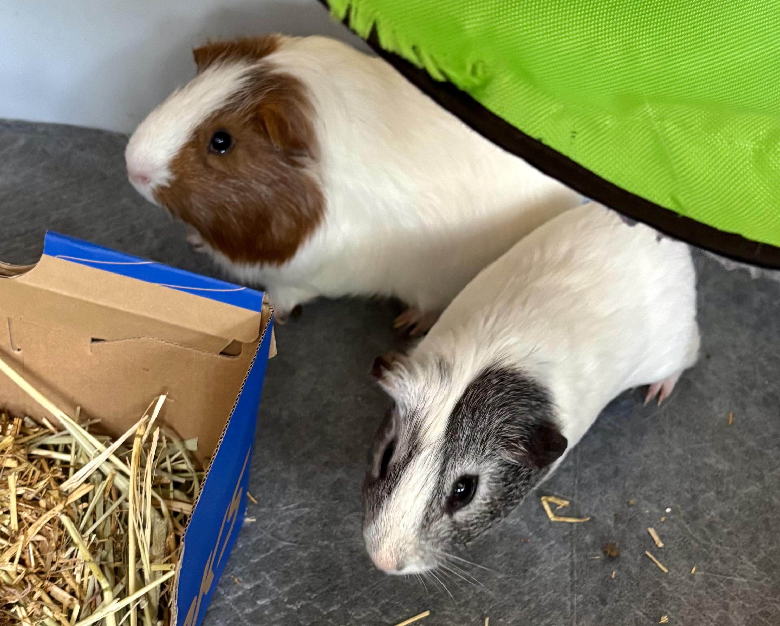 Enlarge Everett & Griffin, a Adoptable Short-Haired in Andover, CT image 2/6