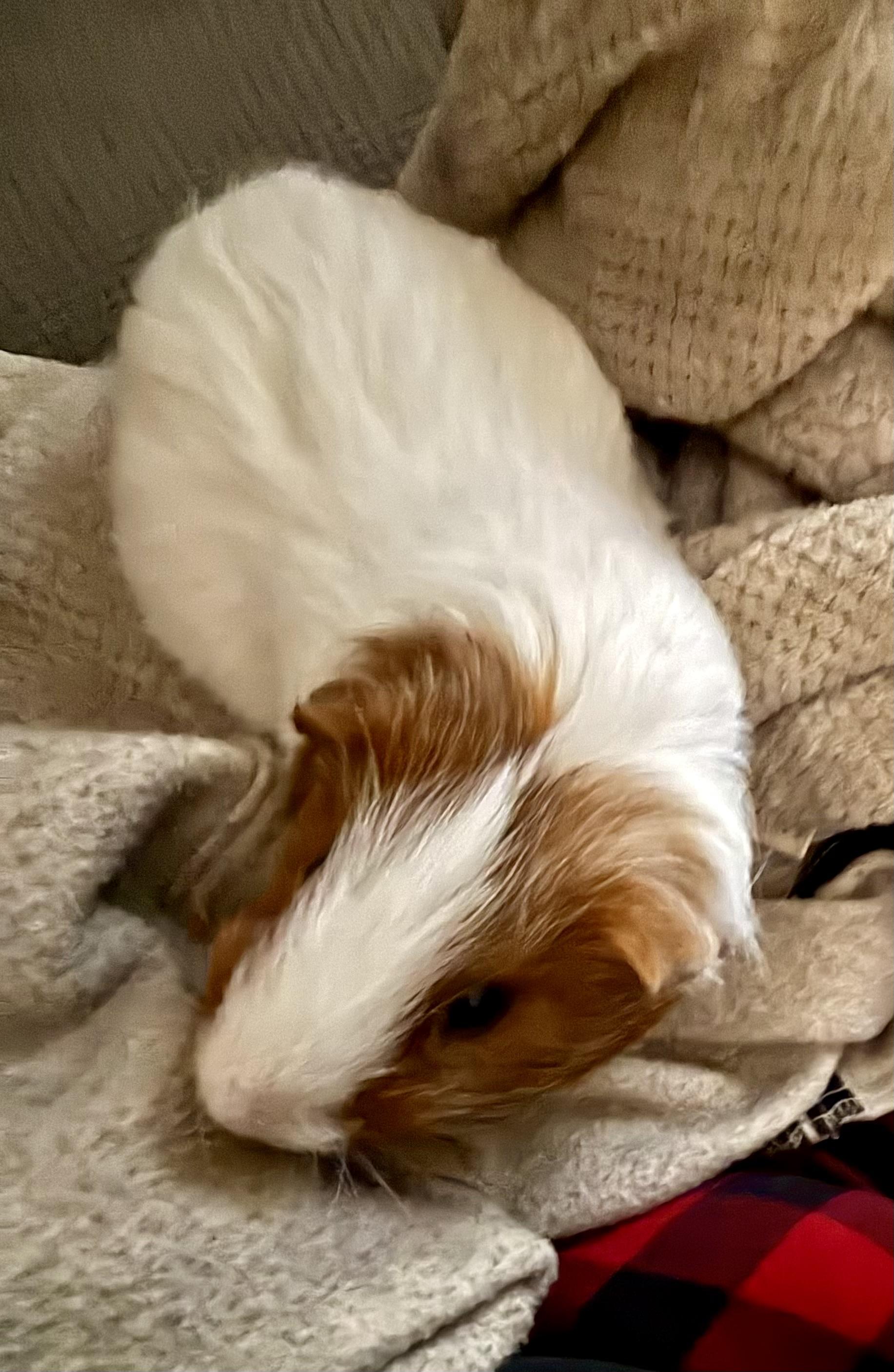 Enlarge Everett & Griffin, a Adoptable Short-Haired in Andover, CT image 1/6