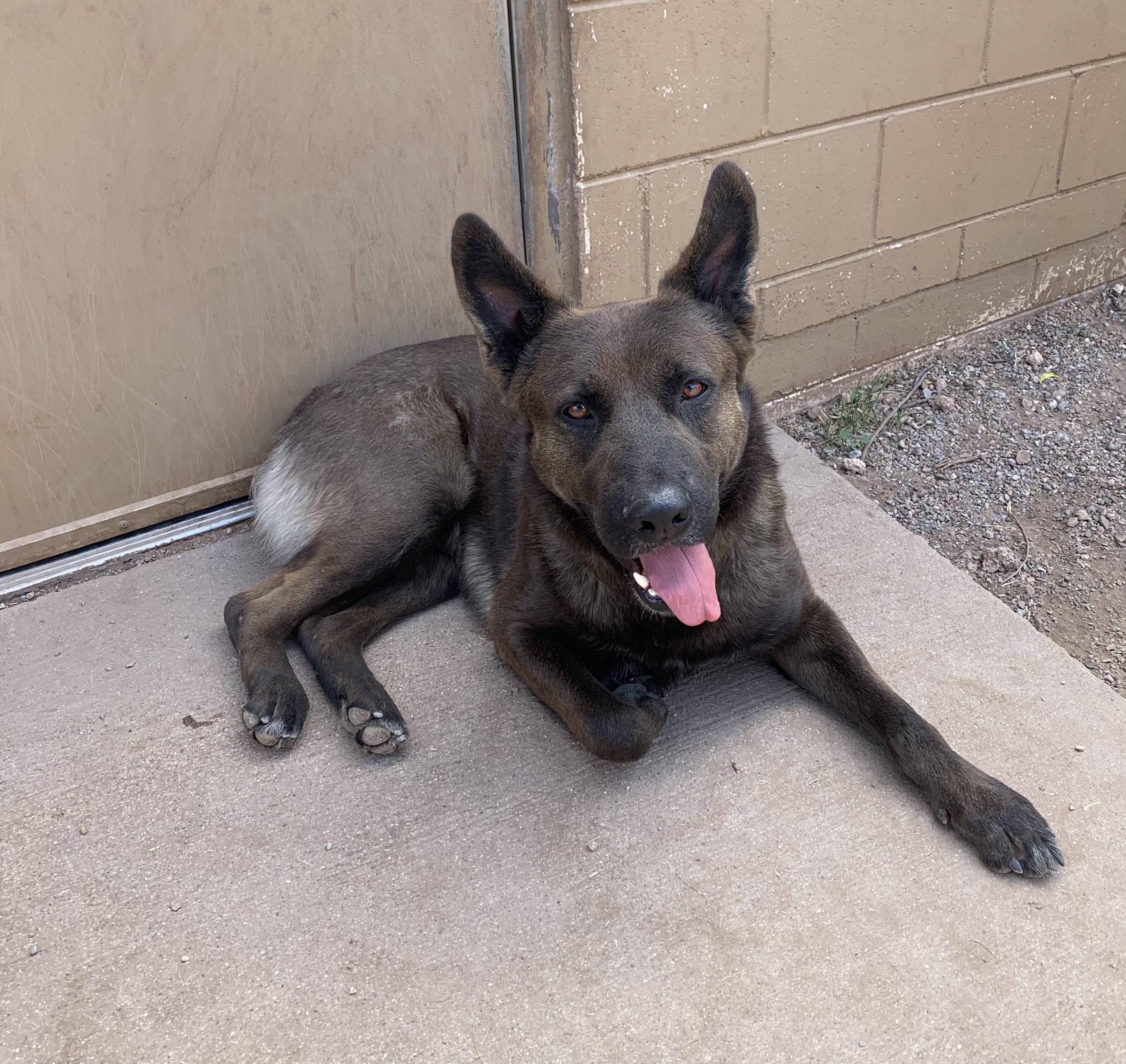 Enlarge Bear, a ADOPTABLE mixed breed in Bisbee, AZ image 1/1