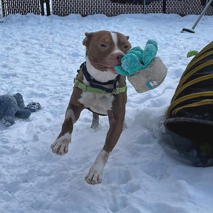 Trevor, Adoptable, Adult Male Mixed Breed.