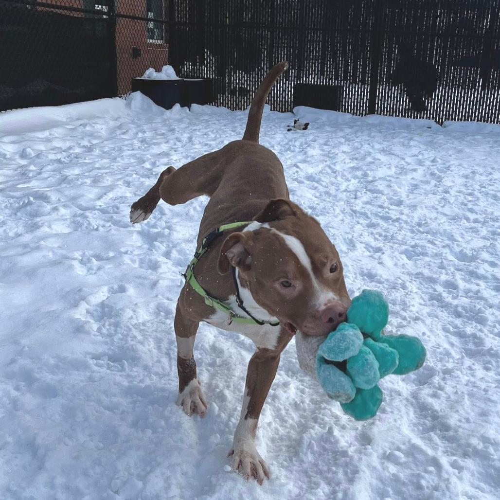 Trevor, a Adoptable Mixed Breed in Pittsburgh, PA image 3/6