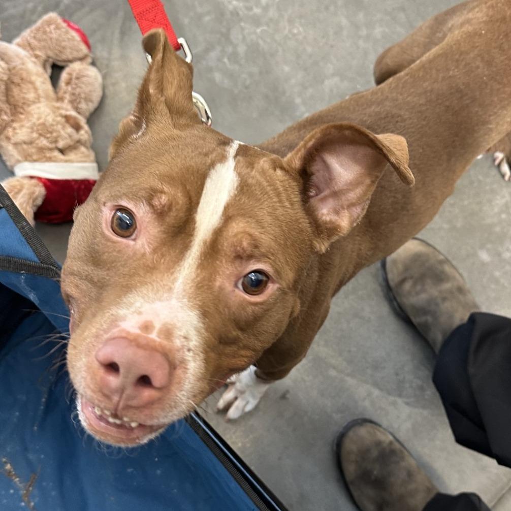 Trevor, a Adoptable Mixed Breed in Pittsburgh, PA image 4/6