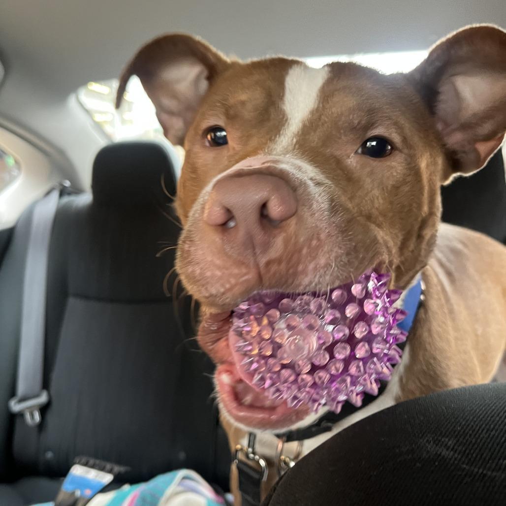 Trevor, a Adoptable Mixed Breed in Pittsburgh, PA image 5/6