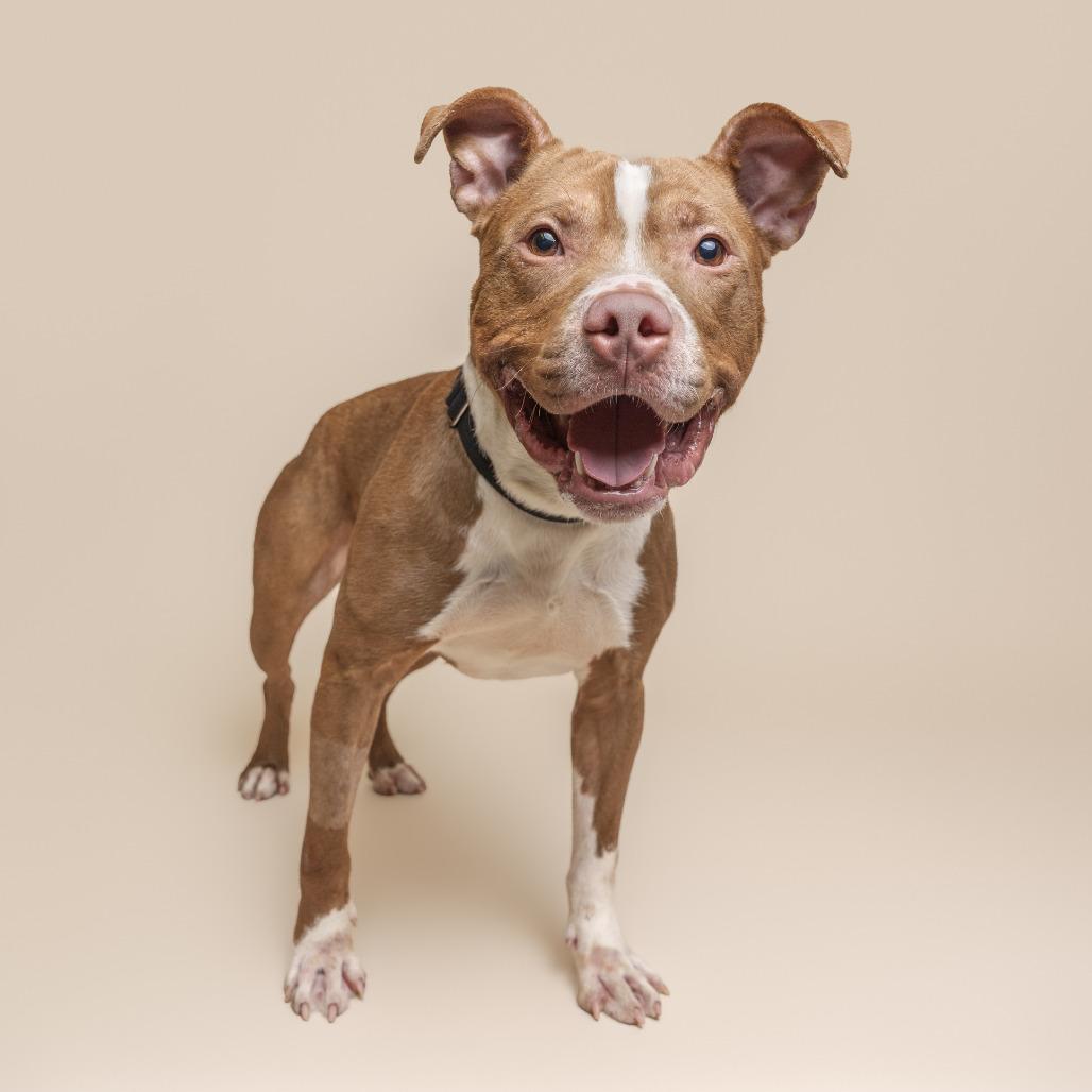Trevor, a Adoptable Mixed Breed in Pittsburgh, PA image 6/6