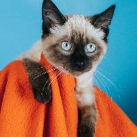 Coco, adopted, Kitten Female Siamese.