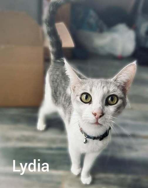 Lydia, Adoptable, Adult Female Domestic Short Hair.