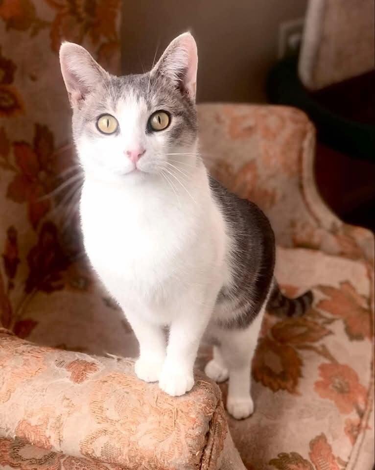 Enlarge Lydia, a Adoptable Domestic Short Hair in New Baltimore, MI image 2/6