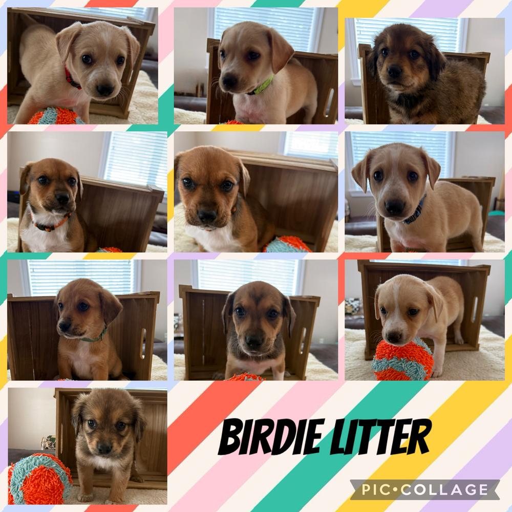 Enlarge Birdie, a Adoptable mixed breed in Aurora, CO image 1/6