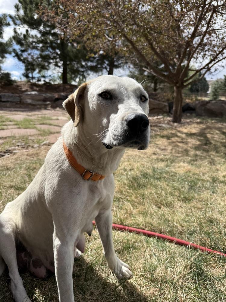 Enlarge Birdie, a Adoptable mixed breed in Aurora, CO image 2/6
