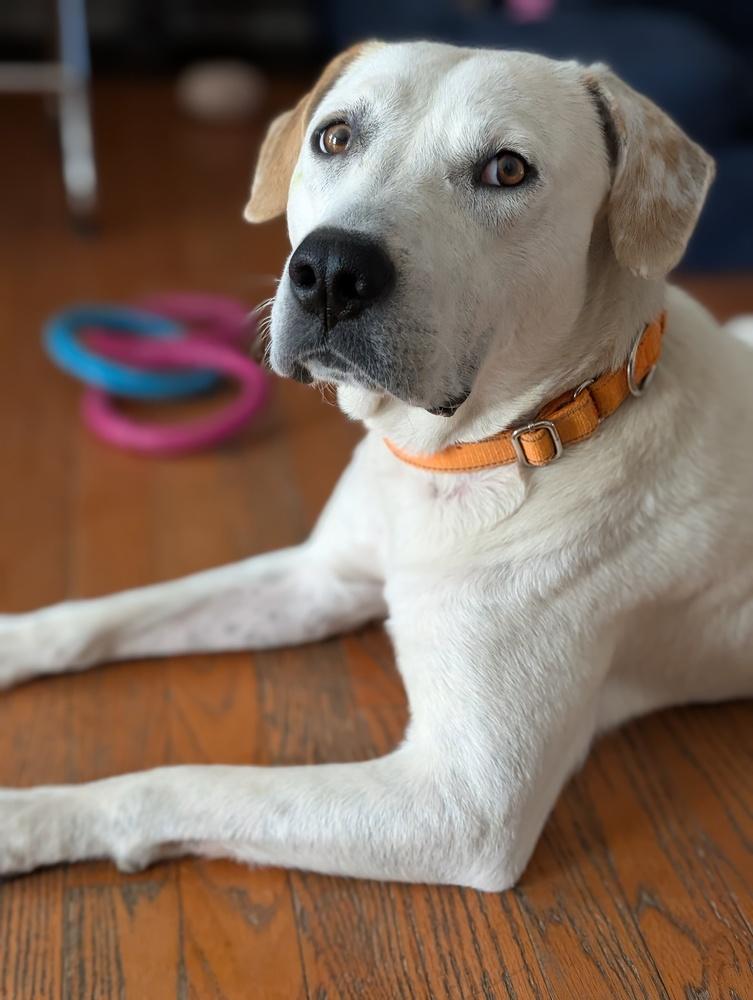Enlarge Birdie, a Adoptable mixed breed in Aurora, CO image 3/6
