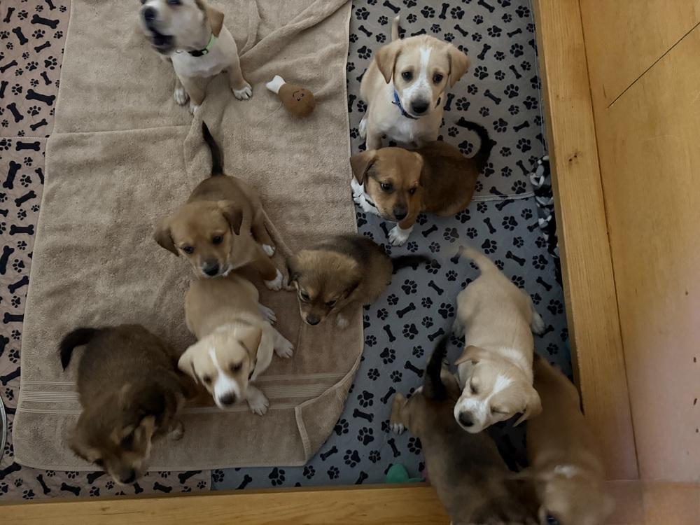 Enlarge Birdie, a Adoptable mixed breed in Aurora, CO image 3/6