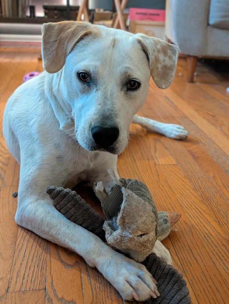 Enlarge Birdie, a Adoptable mixed breed in Aurora, CO image 5/6