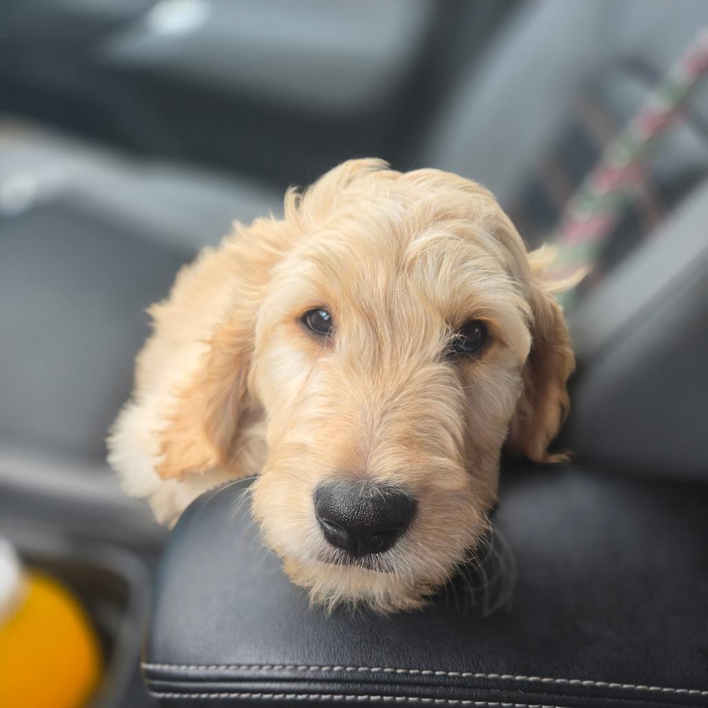 Christine thumbnail 3