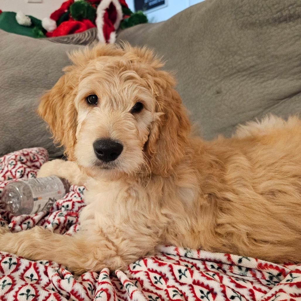 Christine thumbnail 6