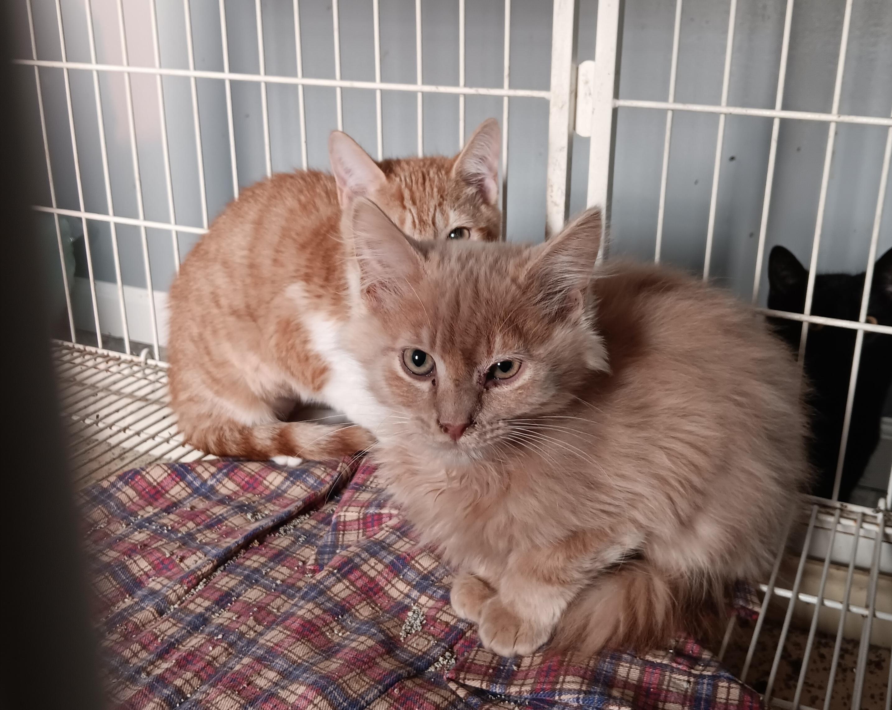Scrabble and Clue, Adoptable, Kitten Male Maine Coon & Domestic Short Hair.