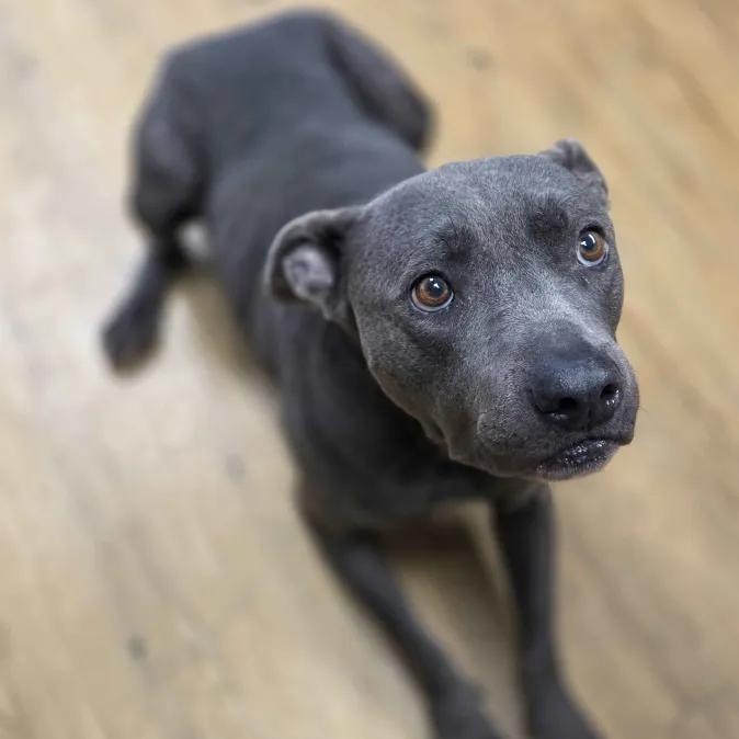 Enlarge Eve, a Adoptable Pit Bull Terrier in Madison, MS image 1/2