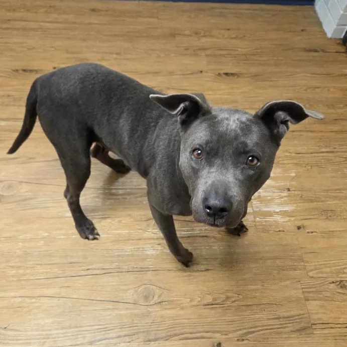 Enlarge Eve, a Adoptable Pit Bull Terrier in Madison, MS image 2/2