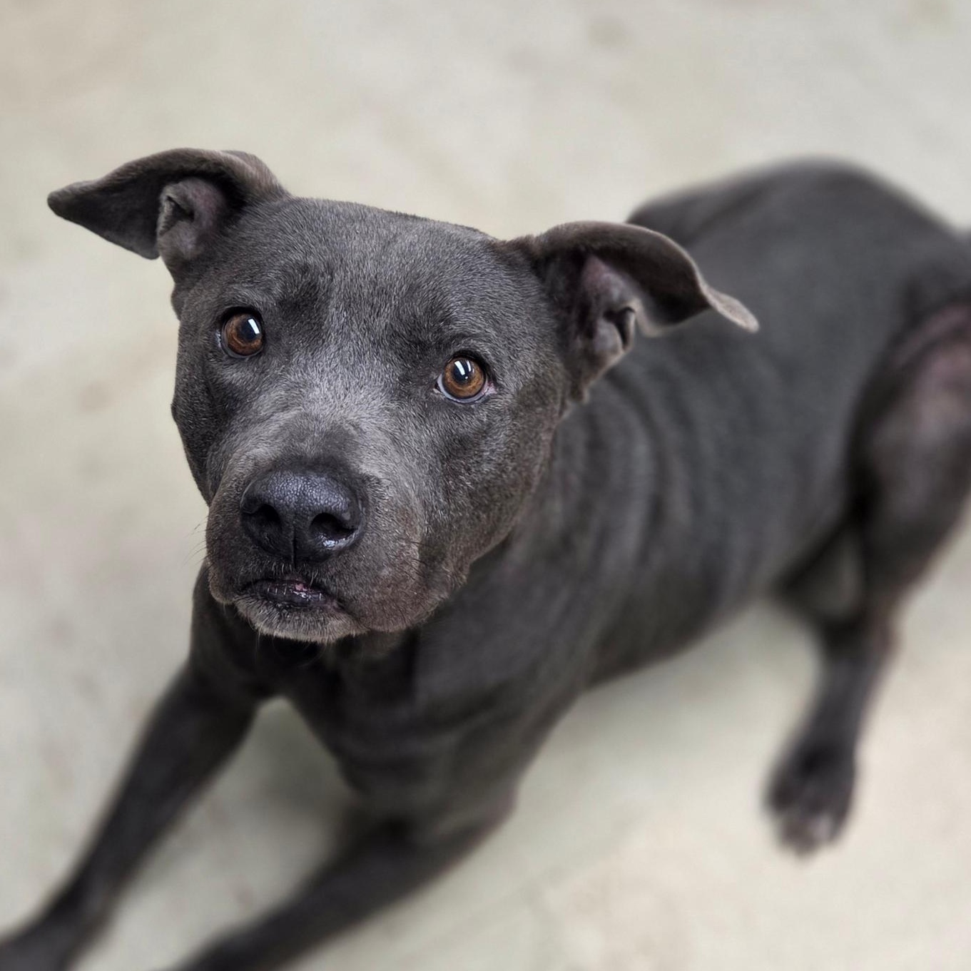 Enlarge Eve, a Adoptable Pit Bull Terrier in Madison, MS image 1/3