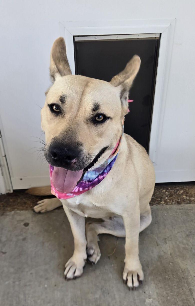 ZCL-D-Luna, Adoptable, Young Female German Shepherd Dog & Carolina Dog.