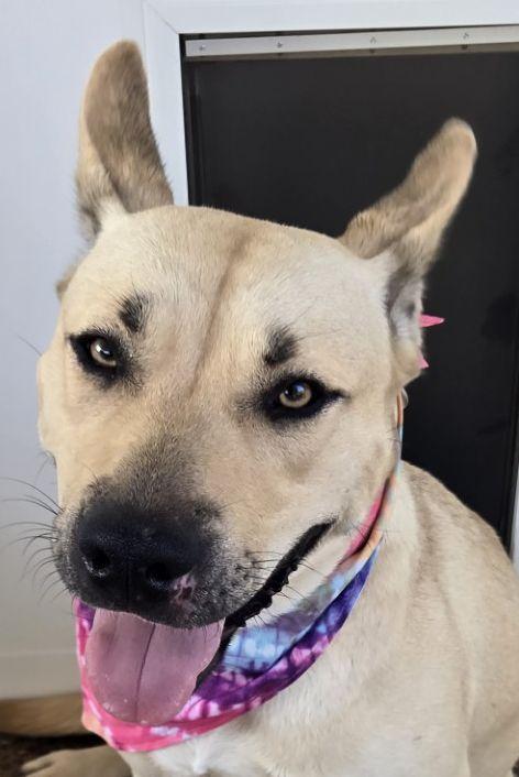 Enlarge ZCL-D-Luna, a Adoptable mixed breed in Horn Lake, MS image 2/2