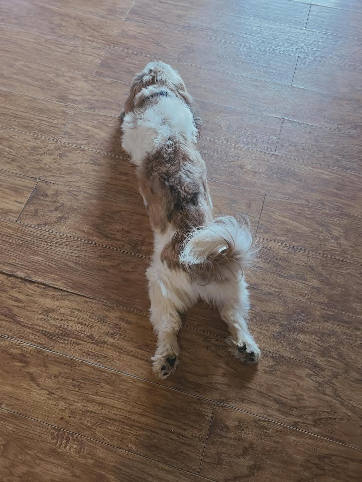 Enlarge Chase, a ADOPTABLE Lhasa Apso in Barrington, IL image 2/5